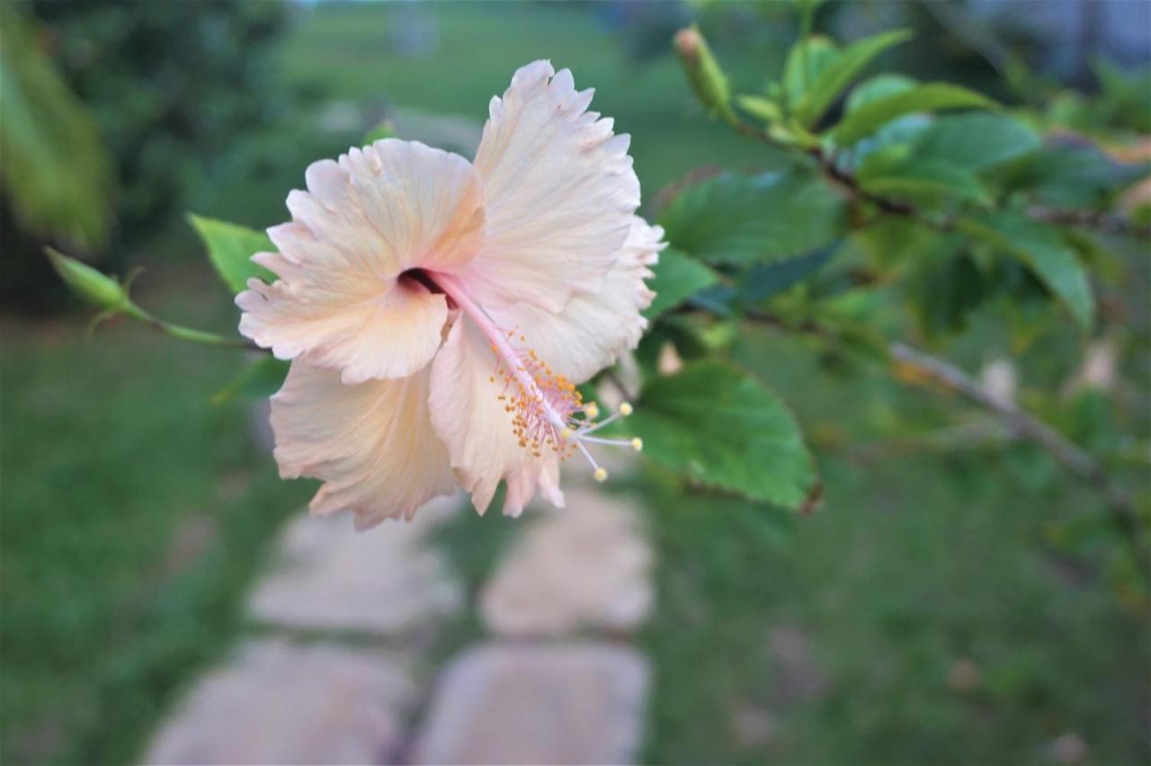 Lanka Beach Boutique Bungalows & Grand Villa Тангале Екстериор снимка