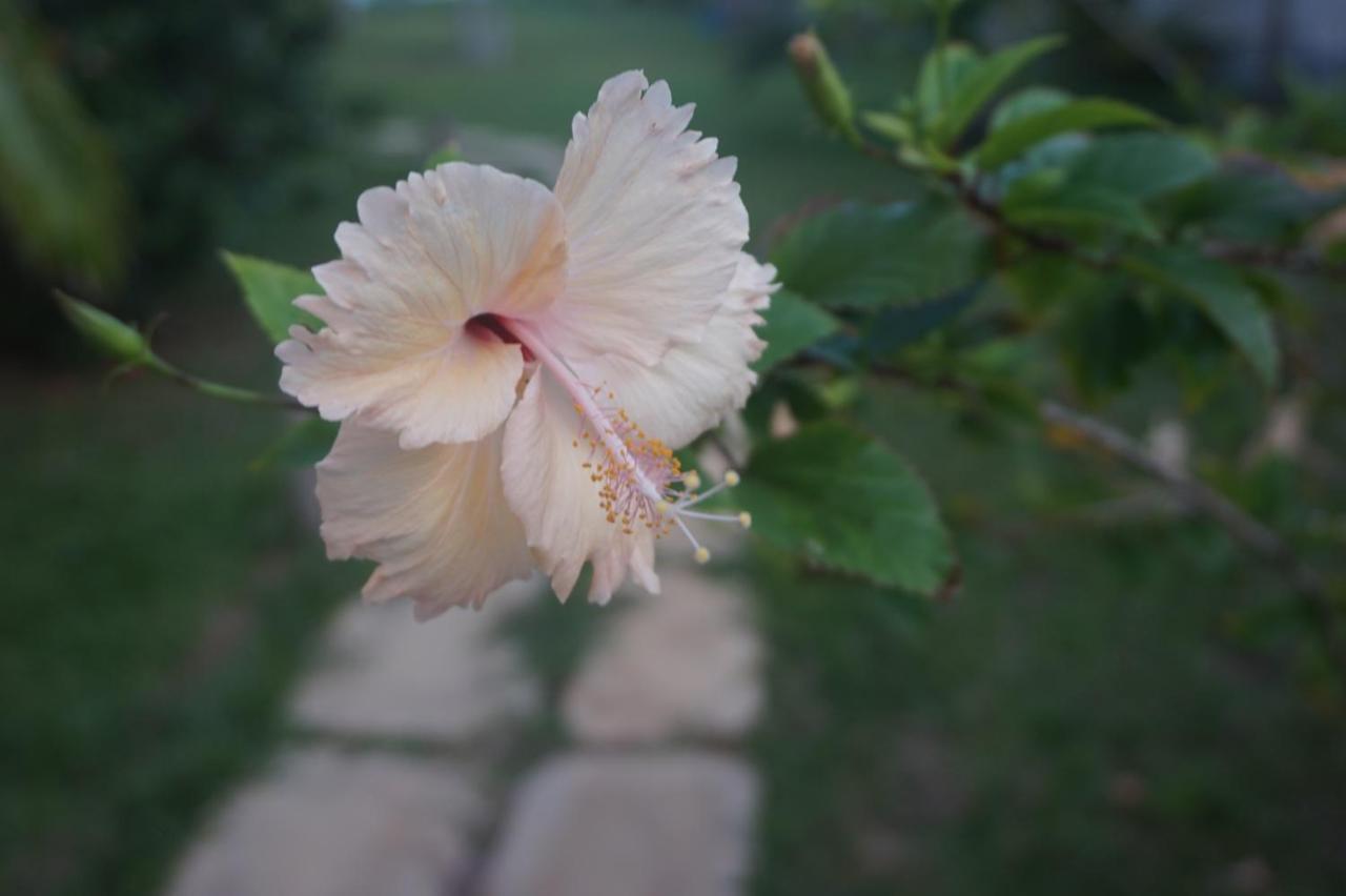Lanka Beach Boutique Bungalows & Grand Villa Тангале Екстериор снимка